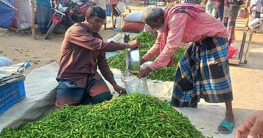 দিনাজপুরের পাইকারি বাজারে কাঁচমরিচের কেজি ১০ টাকা